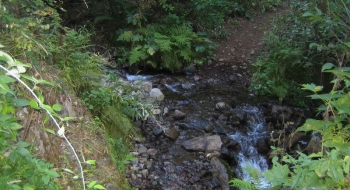 A stream in late summer.